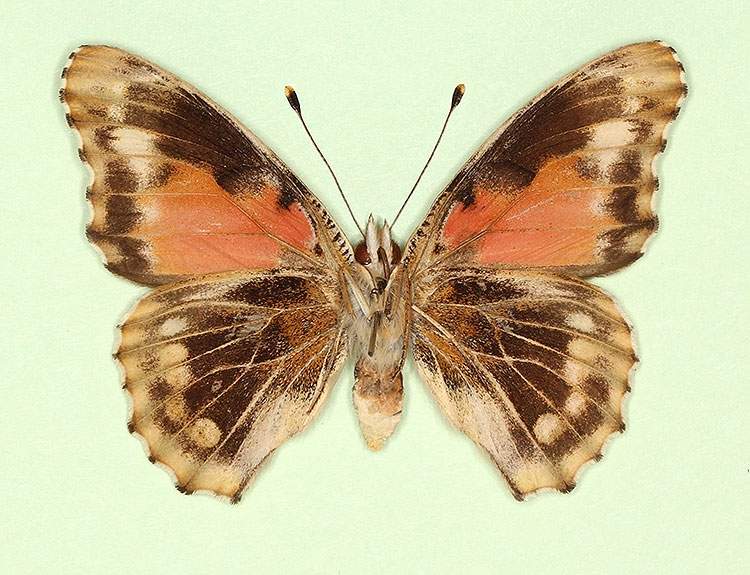 Vanessa cardui female (aberrant form cold shock 1, verso) (Internet Image property of respective owner, non-commercial use only)